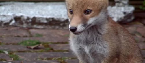 Croydon Cat Killer teuns out to be foxes scavenging off cats killed in traffic - Image credit - BBC via Fox Repellent Expert | YouTube