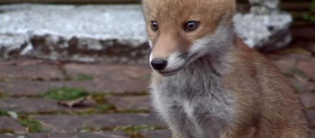 Croydon Cat Killer teuns out to be foxes scavenging off cats killed in traffic - Image credit - BBC via Fox Repellent Expert | YouTube Croydon Cat Killer teuns out to be foxes scavenging off cats killed in traffic - Image credit - BBC via Fox Repellent Expert | YouTube