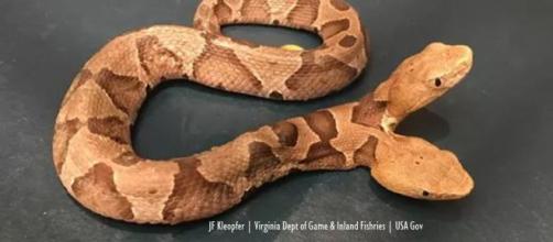 Two-headed copperhead viper found in Virginia - Image credit - JF Kleopfer | Virginia Dept of Game & Inland Fisheries | USA Gov