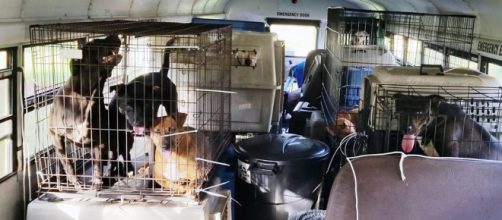L'interno dello scuolabus di Tony Aslup, che ora ospita gli animali da lui salvati.
