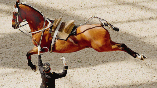 Saut dans le temps avec le Cadre Noir-Photo Alain Laurioux
