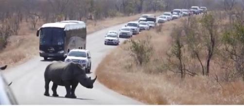 Rhino Cause Mega Kruger National Park Roadblock. [Image courtesy – Kruger National Park videos, YouTube]