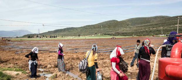 Braccianti agricoli, badanti e muratori rischiano di diminuire e scomparire con lo stop agli immigrati. Braccianti agricoli, badanti e muratori rischiano di diminuire e scomparire con lo stop agli immigrati.