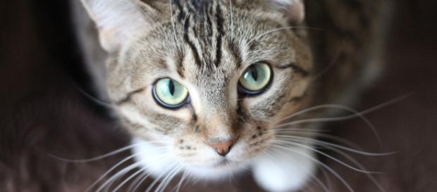 London: crazed cat-killer search continues after police blame hundreds of deaths on foxes - Image credit – Pexels |Public Domain London: crazed cat-killer search continues after police blame hundreds of deaths on foxes - Image credit – Pexels |Public Domain