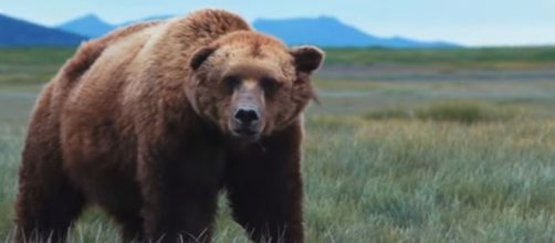 Grizzly bears returned federal protected status in yellowstone - Image credit - Seeker | YouTube