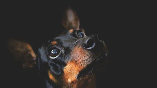 Al via il processo per il killer di Pilù, cane pinscher ucciso barbaramente nel 2015.