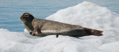 Foca su iceberg nella laguna glaciale di Jokulsarlon - Viaggi ... - turistipercaso.it