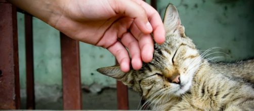 Il gatto è amico del nostro cuore: adottarlo, allunga la vita e la migliora