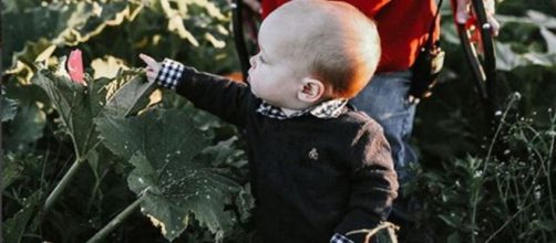 Little People, Big World: baby J out helping Grandapa matt Roloff in the pumpkin patch - Image credit- Matt Roloff | Instagram