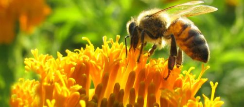 Pesticidas químicos impiden a las abejas reproducirse - Ecoosfera - ecoosfera.com