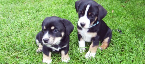 Da geht das Herz auf: Hundewelpen Da geht das Herz auf: Hundewelpen