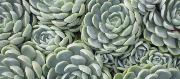 Suculentas são plantas lindas e exigem cuidados especiais. Suculentas são plantas lindas e exigem cuidados especiais.