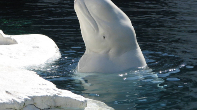 Un beluga, tipo di balena artica, è stato avvistato nel Tamigi alle porte di Londra, a ben 2400 chilometri di distanza dal suo habitat naturale.