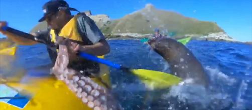 A kayaker in New Zealand was slapped in the face by a seal, with an octopus. [Image Breakthrough Videos/YouTube]