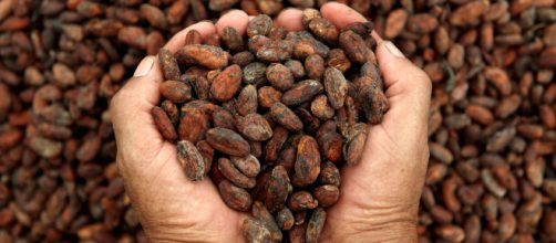 Beneficios del cacao para nuestro cuerpo | López-Dóriga Digital - lopezdoriga.com