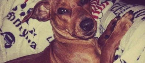Il cane Pilù, barbaramente ucciso nel maggio 2015 a Pescia, provincia di Pistoia
