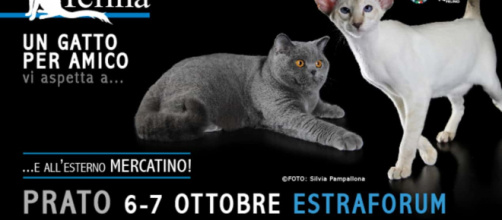 Esposizione Internazionale Felina a Prato: 6/7 ottobre - Estraforum - expo-felina.it