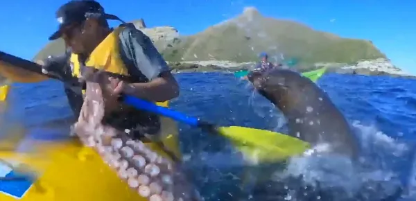 A kayaker in New Zealand was slapped in the face by a seal, with an octopus. [Image Breakthrough Videos/YouTube]