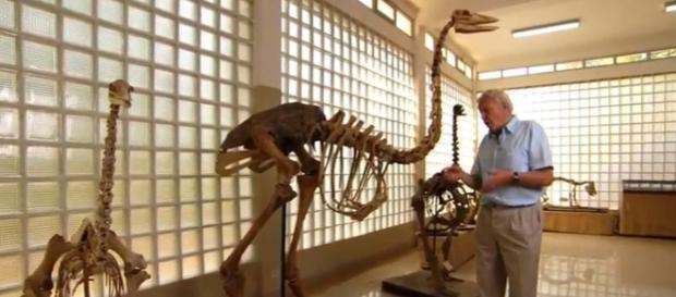 Elephant birds lived in Madagascar - Image credit - BBC Earth | YouTube Elephant birds lived in Madagascar - Image credit - BBC Earth | YouTube
