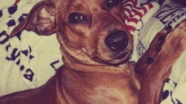 Il cane Pilù, barbaramente ucciso nel maggio 2015 a Pescia, provincia di Pistoia