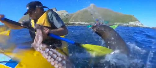 Scientests have revealed the reason a seal slapped a kayaker in the face with an octopus. {Image Breakthrough Videos/YouTube]