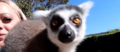 Cutest animal contenst by FaZe Rug on you tube - a lemur - Image credit - FaZe Rug | YouTube