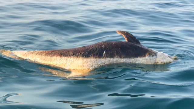 Delfino morto al largo del porto