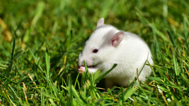 Leptospirosi, uomo rischia la morte per la 'febbre dei sette giorni'