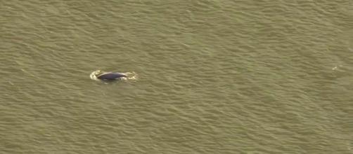 Benny the beluga whale is still swimming in the River Thames near Gravesend. [Image Guardian News/YouTube]