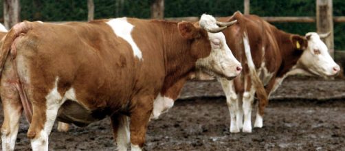 Pisa, agricoltore muore incornato da un toro nella sua azienda agricola