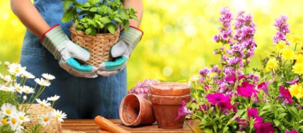 Giardinaggio di Maisto Luigi Srl Melito di Napoli - Google+ - google.com Giardinaggio di Maisto Luigi Srl Melito di Napoli - Google+ - google.com