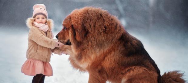 Mastim Tibetano, o cão que é mais caro do que a maioria dos carros de luxo Mastim Tibetano, o cão que é mais caro do que a maioria dos carros de luxo