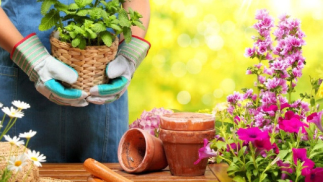 Giardinaggio di Maisto Luigi Srl Melito di Napoli - Google+ - google.com