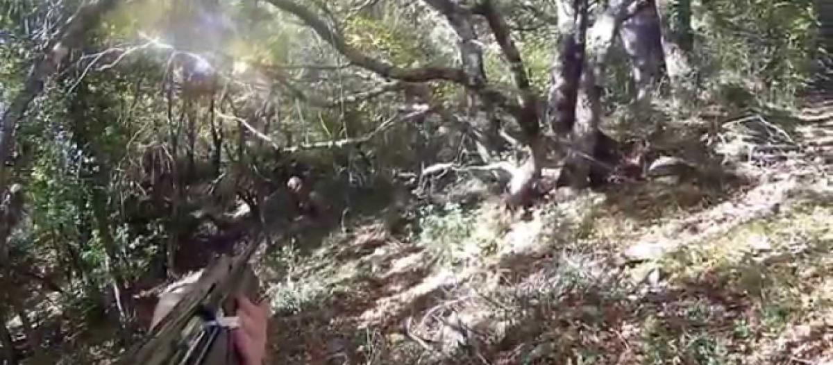 imperia 19enne va con il cane nel bosco cacciatore lo scambia per una preda e lo uccide