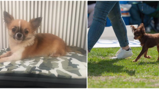 Abbaiavano troppo: due cagnolini uccisi con un bastone chiodato - ilgiornale.it