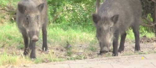 Attaccato da cinghiali mentre era a spasso con il cane sotto casa, Marco Tocci, romano 62enne, ha rischiato di morire.