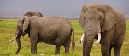 Elefanti africani: strage di 87 esemplari nell'ultimo rifugio in Botswana