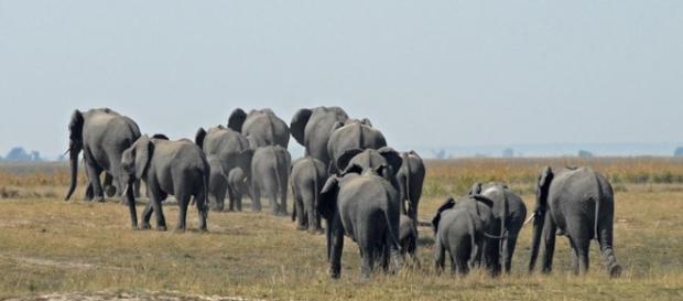 Nearly 90 elephants found poached for ivory in Botswana after disarming wildlife units - Image credit hbieser | Pixabay Nearly 90 elephants found poached for ivory in Botswana after disarming wildlife units - Image credit hbieser | Pixabay