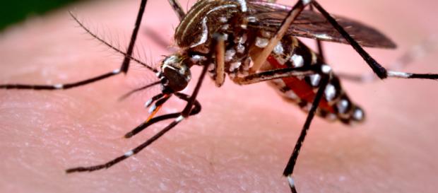 West Nile, il professor Galli rivela come difendersi da febbre tropicale e zanzare: ecco cosa fare. West Nile, il professor Galli rivela come difendersi da febbre tropicale e zanzare: ecco cosa fare.