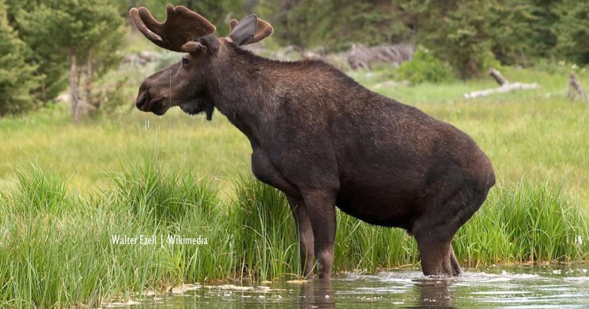 Vermont: Moose drowns after people crowd it to take photos at Lake