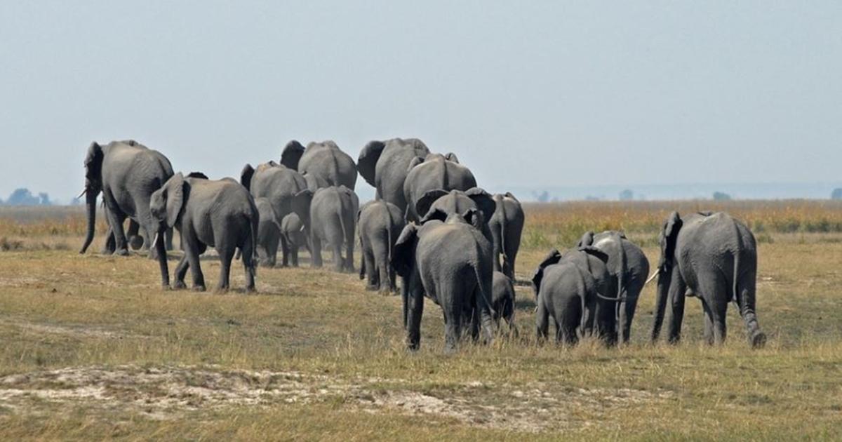 Botswana Elephants In Critical Danger After Disarming Of Anti Poaching Units 