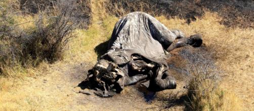 Un centenar de elefantes muertos en pocas semanas en Botsuana