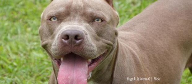 Pit bull reportedly killed adoptive owner in Maryland USA - Image credit - Hugo A. Quintero G | Flickr Pit bull reportedly killed adoptive owner in Maryland USA - Image credit - Hugo A. Quintero G | Flickr