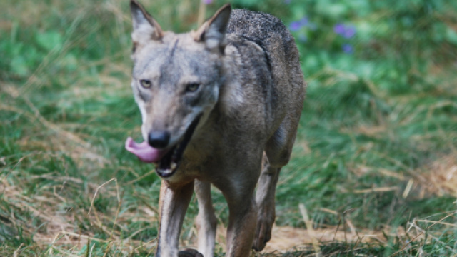 Un esemplare di lupo appenninico (PH. Wikimedia Commons - Guido Mastrobono)