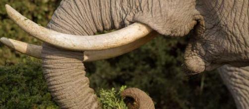Matanza de elefantes en Botswana causa revuelo en el mundo