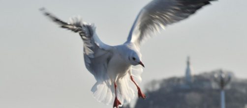 Gabbiani padroni incontrastati di Roma: un articolo del New York Times boccia la città.