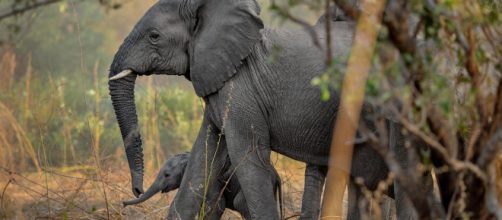 87 cadáveres de elefantes fueron descubiertos en Botsuana. Esto debido a la caza furtiva, con fines de comercializar sus colmillos.