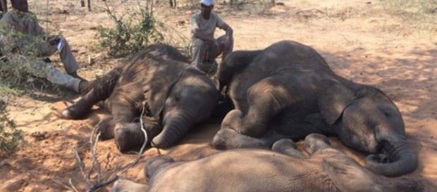 87 elefantes africanos fueron asesinados en África 87 elefantes africanos fueron asesinados en África
