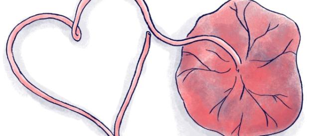 Regno Unito: ex insegnante vende prodotti a base di placenta - placentaassociation.com Regno Unito: ex insegnante vende prodotti a base di placenta - placentaassociation.com