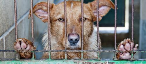 Animals seized by authorities from Hewitt home Dog in cage - via Pixabay - Pixabay.com